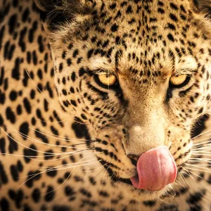 Hungry leopard, Namibia