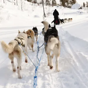 Husky sledding, Lapland, Finland