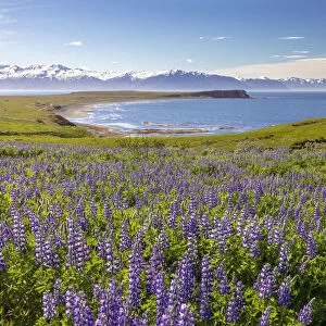 Iceland, North Iceland, Eyjafjazaoraza'ur, a field of Lupins in June