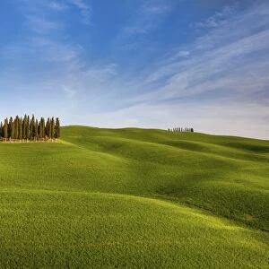 Iconic cypresses in Torrenieri country, Orcia valley, Tuscany, Italy