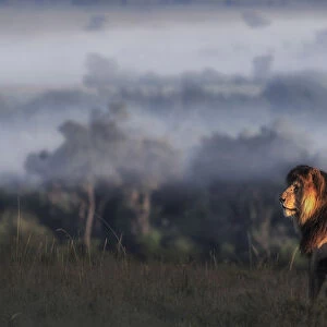 Iconic Lion scarface (panthera leo) in the msai mara national reserve, kenya