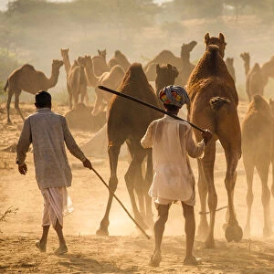 India, Rajasthan, Pushkar, Camel herders arriving at Pushkar Camel Fair