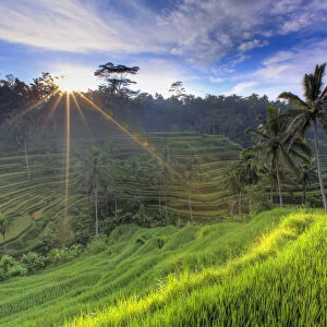 Indonesia, Bali, Ubud, Ceking Rice Terraces