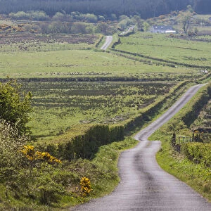 Ireland, County Donegal, Burt, country road