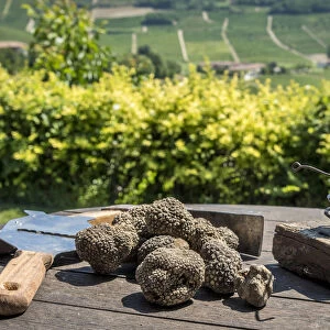 italy, Piedmont, black summer truffles