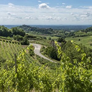 Italy, Piedmont, view through the vineyards towards Castelnuovo Don Bosco