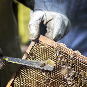 Italy, Tuscany, Serchio Valley, Bees and honey in a beehive in the Il Ciocco farmstead
