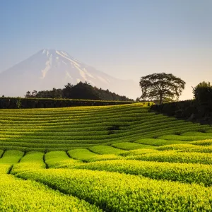 : Oriental Flavours