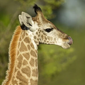 Juvenile Southern giraffe (Giraffa giraffa), Savuti, Chobe National Park, Botswana