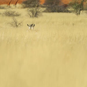 Kalahari desert, Southern Namibia, Africa. Wildlife in the bush
