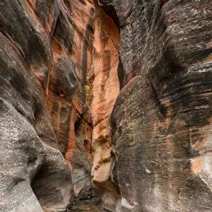 Kanarra Creek hiking trail through slot canyon, Kolob Canyons section of Zion National