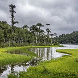 Lago del Toro amidst green Monkey Puzzle trees, Huerquehue National Park, Pucon, Araucania