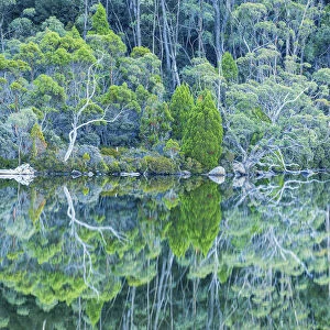 Lake Dobson Reflections, Mt. Field National Park, Tasmania