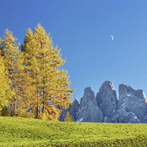 Larch forest in autumn with Gruppo delle Odle - Italy, Trentino-Alto Adige, South Tyrol