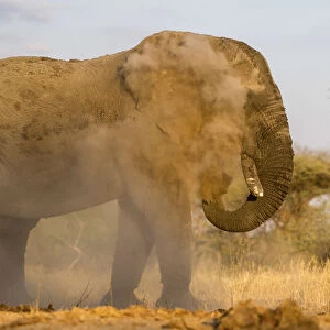 Large male African elephant giving himself a dust bath, Serengeti, Tanzania