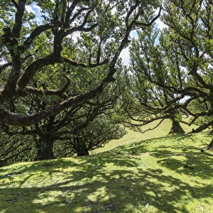 Laurel trees in the Laurisilva Forest, UNESCO World Heritage Site