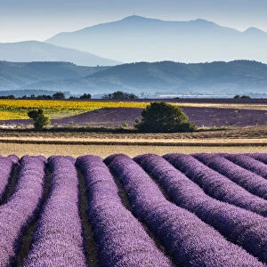 Lavender in bloom on the Valensole Plateau, Provence, France