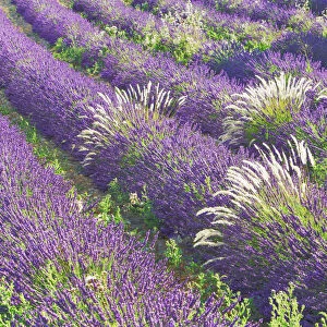 Lavender and grass - France, Provence-Alpes-Cote d Azur, Alpes de Haute Provence