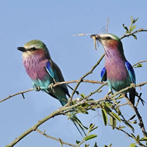 Lilac-breasted Roller, Coracias caudatu, Chobe National Park, near the town of Kasane