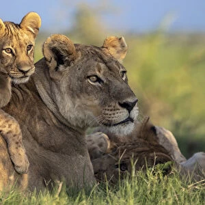 Lion cub lying on its mother, Okavango Delta, Botswana