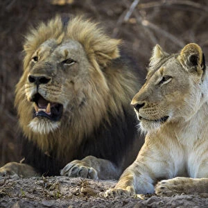 Lions, South Luangwa National Park, Zambia