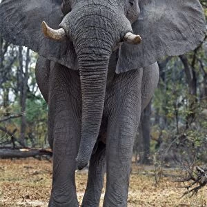 A lone bull elephant looks menacing in a wooded area