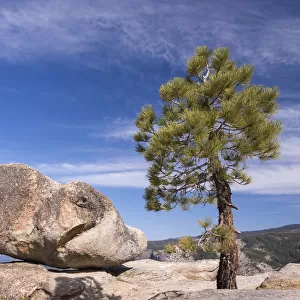 Lone pine tree and boulder on Taft Point above Yosemite Valley, California, USA. Spring