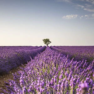 Lone tree in a lavender field. Plateau de Valensole, Alpes-de-Haute-Provence