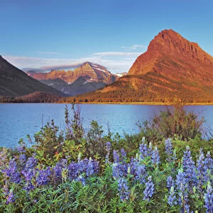 lupines at Swiftcurrent Lake with Mount Grinnell - USA, Montana, Glacier National Park
