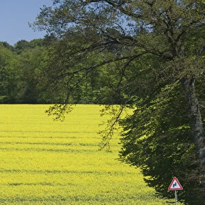 Luxembourg, Mullerthal, mustard field, spring