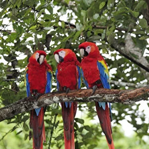 Three Macaw parrots perched on branch, Copan Ruinas, Central America, Honduras