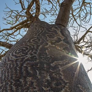Madagascar, Ifaty, A big Baobab with a spotted bark on the road to Ifaty