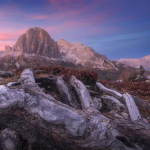 The majestic Tofane rising in the sky and taking the golden light at sunset with some roots in the foreground. Dolomites, Italy