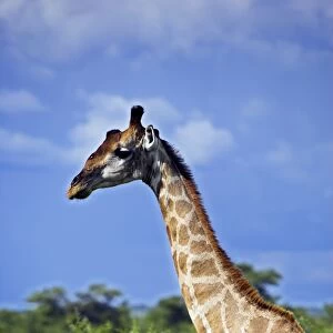 A male giraffe in Etosha National Park, Namibia
