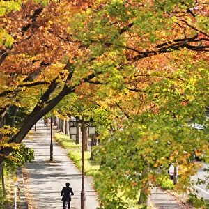 Man cycling past autumnal trees, Nagoya, Japan