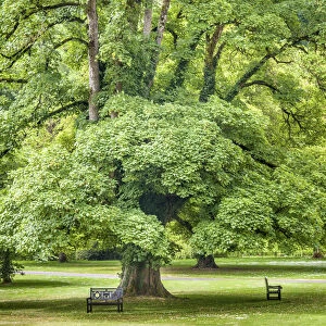 Maple trees in the park at Castle Combe Manor House, Wiltshire, England