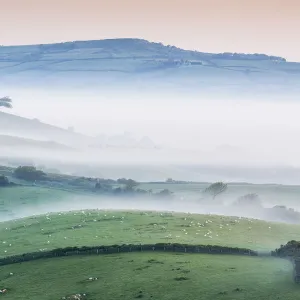 Misty morning over the marsh wood Vale, Dorset, England