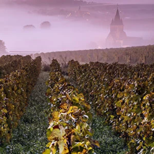 Misty sunrise over the vineyards of Ville Dommange, Champagne Ardenne, France