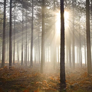 Misty Sunshine Through Pine Trees, Arne Wood, Dorset, England