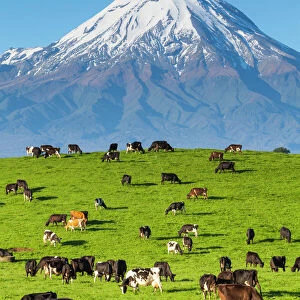 Mount Taranaki (Egmont) and grazing dairy cows, Taranaki, North Island, New Zealand