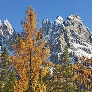 Mountain impression larch forest and Cadini di Misurina - Italy, Veneto, Belluno