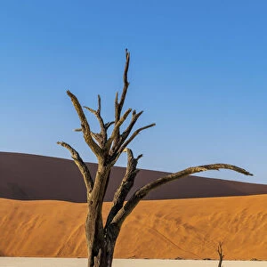 Old dead tree, Deadvlei, Namib-Naukluft National Park, Sesriem, Namibia