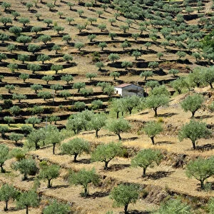 Olive trees and Almond Trees. Barca d Alva. Alto Douro, Portugal