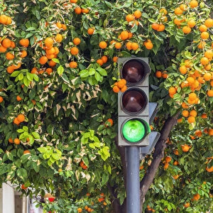 Orange tree in winter time in a street of Valencia, Valencian Community, Spain