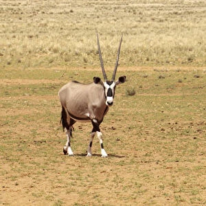 Oryx herd, NamibRand Nature Reserve, Namibia, Africa