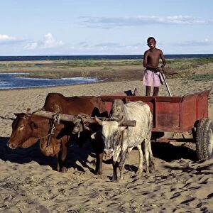 Ox-drawn carts are familiar sights in Malawi