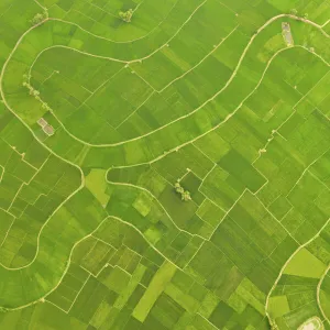 Paddy field, Bogura, Bangladesh