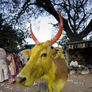 Painted Cow, Mysore, Karnataka, India