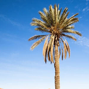 Palm tree in Erg Chebbi, Sahara, Morocco