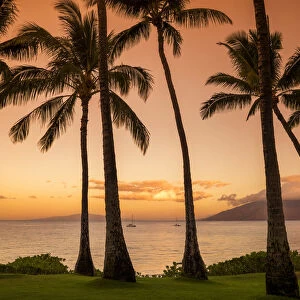 Palm Trees at Sunset, Kamaole Beach Park, Kihei, Maui, Hawaii, USA